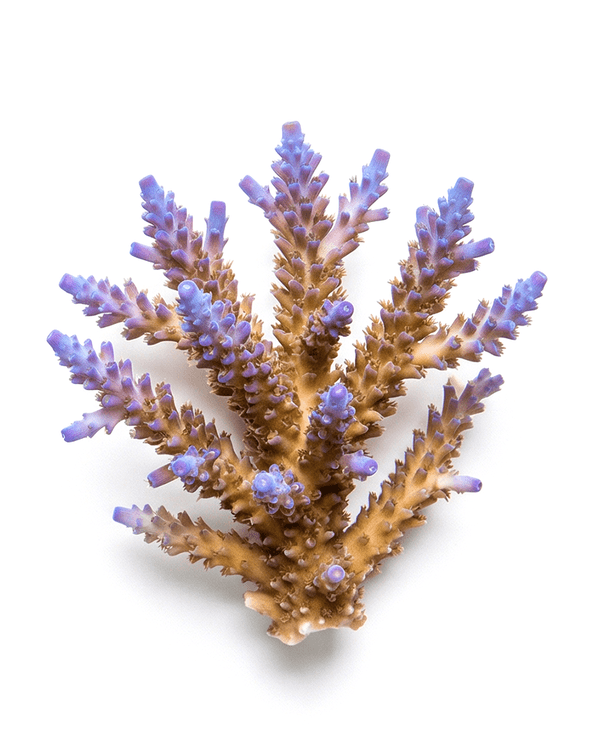 Build working systems